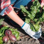 The Mulch Debate: Why Shredded Hardwood Mulch is a Go-To Choice